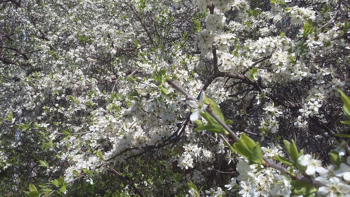 Фото автора.