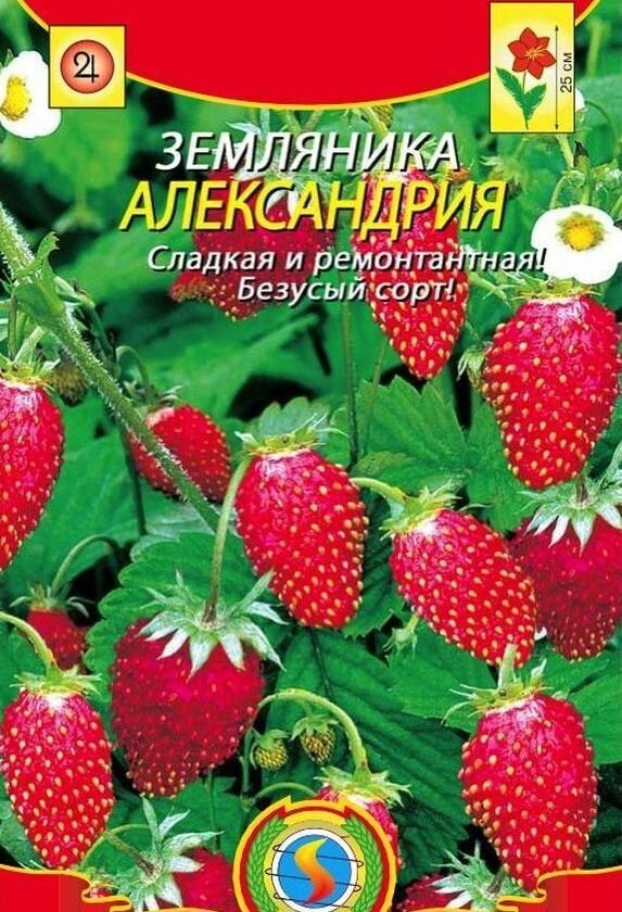 Семена земляники "Александрия"