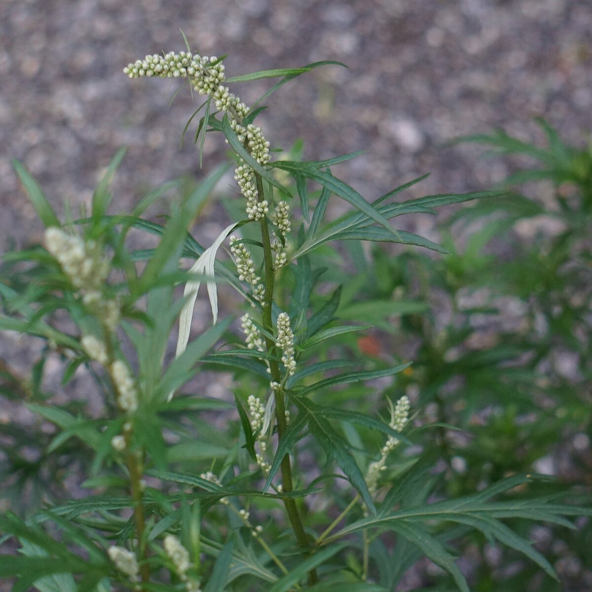 Полынь обыкновенная (Artemisia vulgaris). Полынь чернобыльник Artemisia vulgaris. Mugwort (Artemisia vulgaris) Полынь обыкновенная.. Полынь двудомная Полынь горькая.