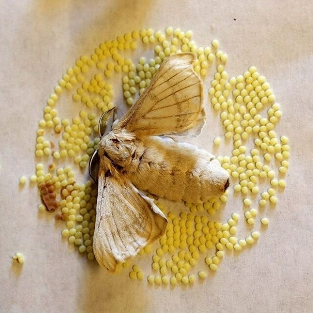 Бабочка шелкопряда