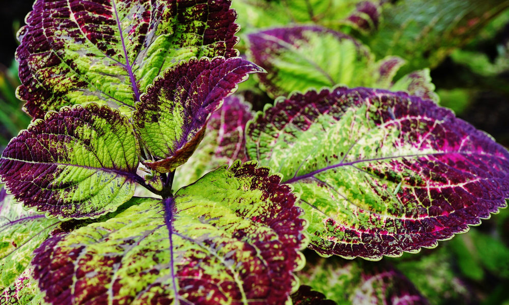 Колеус Forskohlii. Coleus Forskohlii колеус форсколин. Колеус Sriracha. Колеус шпороцветник.