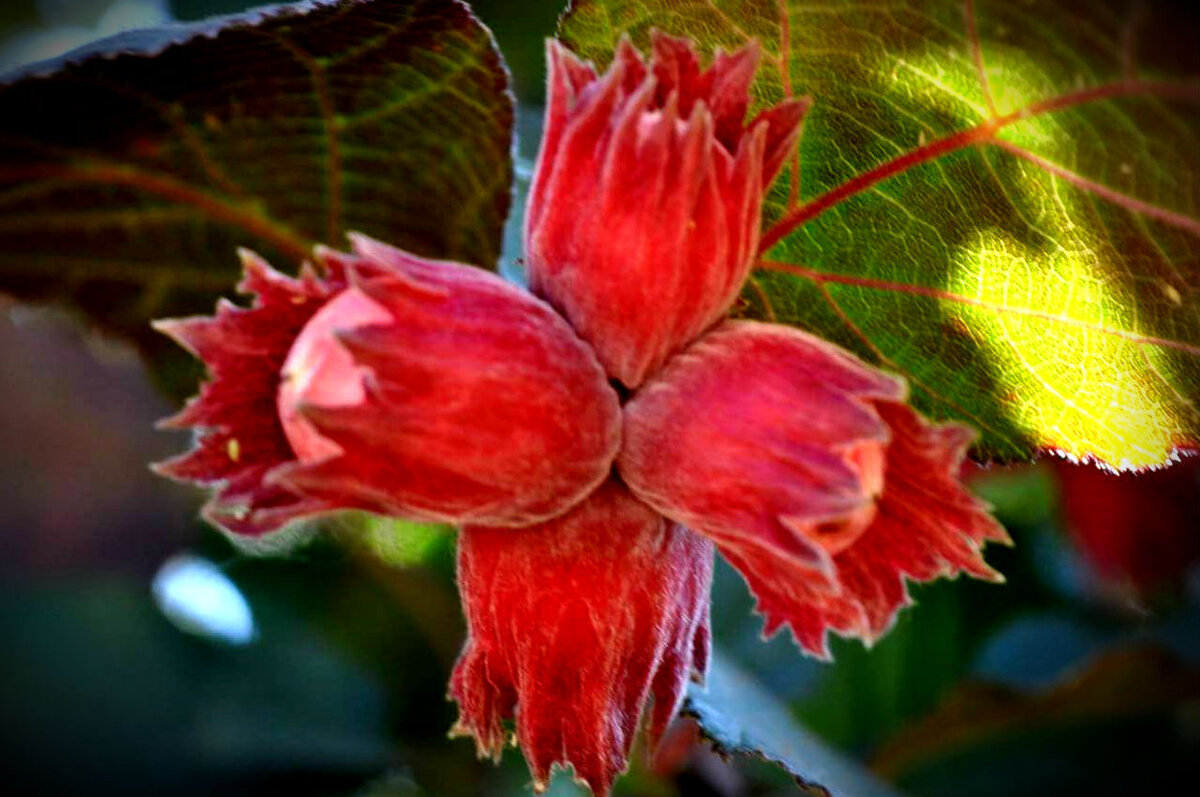 Фундук краснолистный | Описание сорта