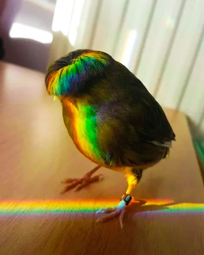 Источник: Instagram @barrybirb