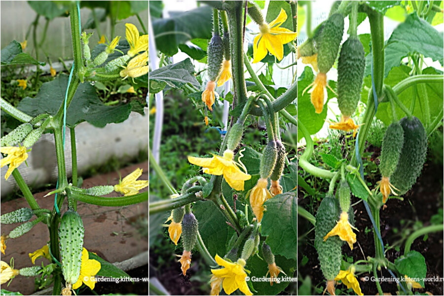 Огурцы ранних и суперранних гибридов