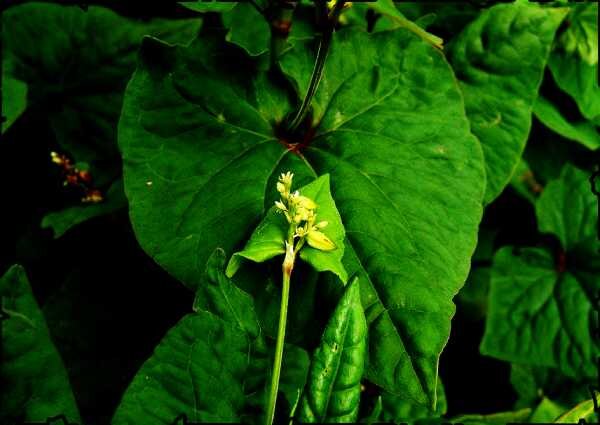 Татарская гречиха - малоурожайная, сегодня она считается или "сорняком", или используется в качестве сидератов.                                    фото из открытых источников