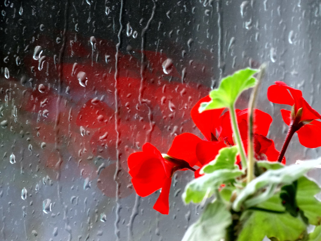 Дождь за окном. Лето дождь. Дождик и цветы. Летний дождь за окном.
