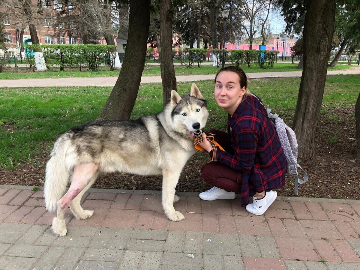 Собака с титановой пластиной и 5 винтами в ноге. Реабилитация после ...