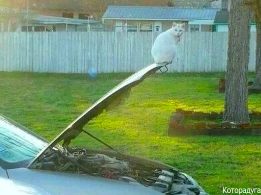 Смешные котики. Источник:  vk.com