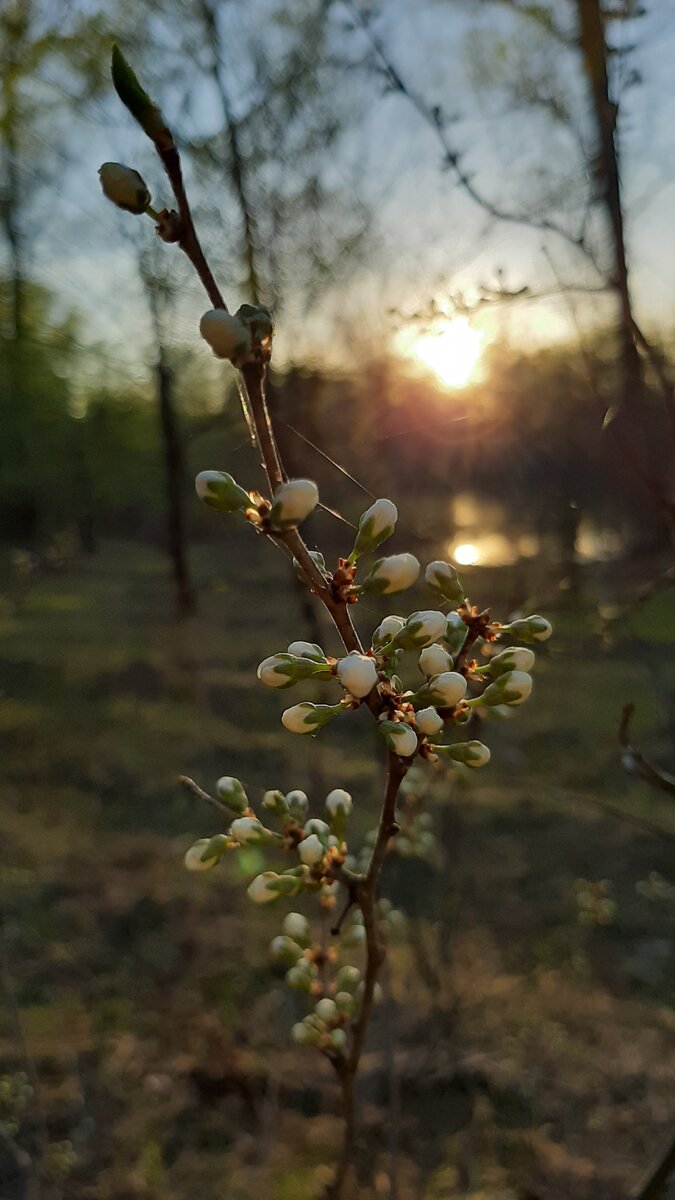 Весеннее цветение в лесу