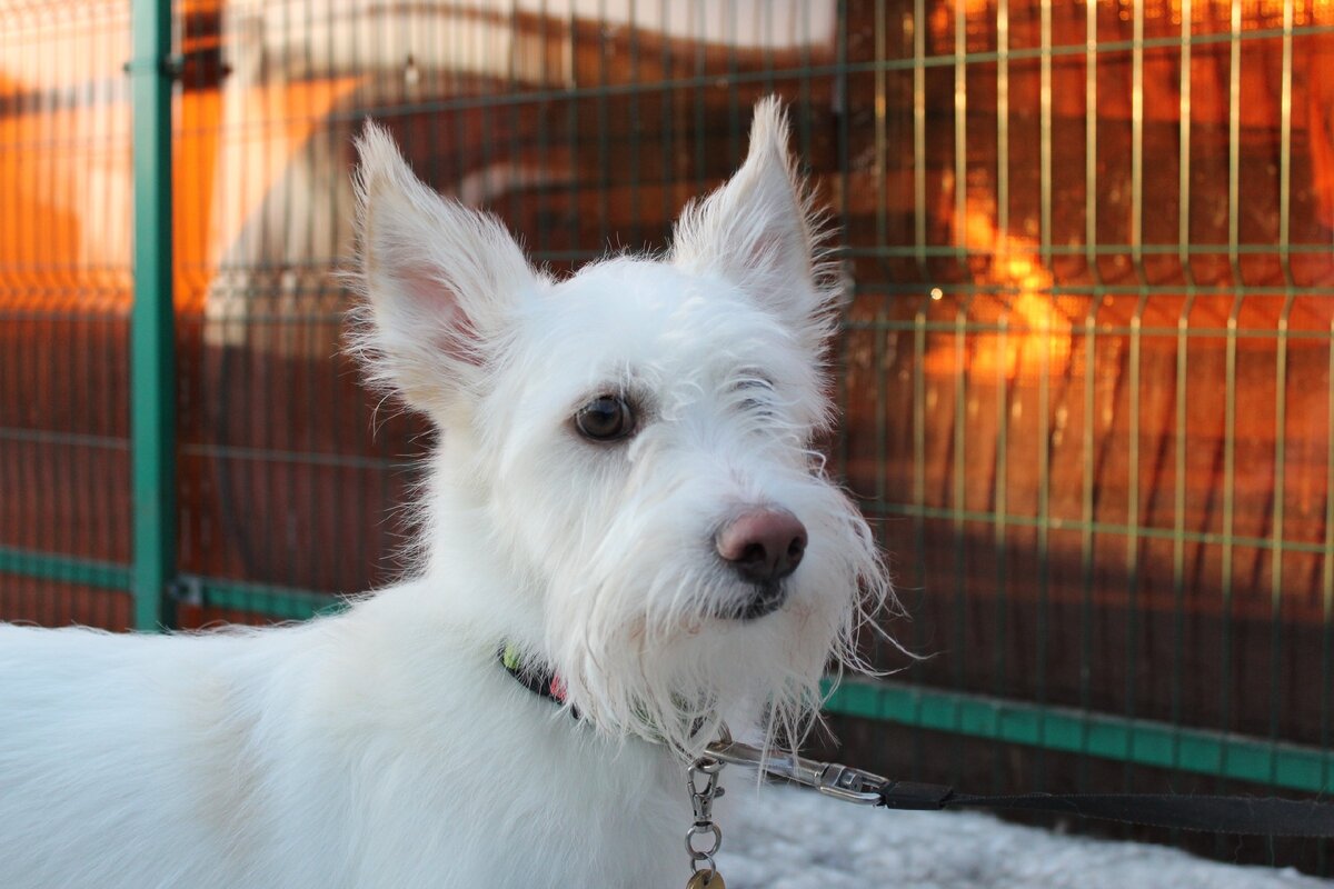 На фото Беляш, гость дрессировочного лагеря Догги-центра