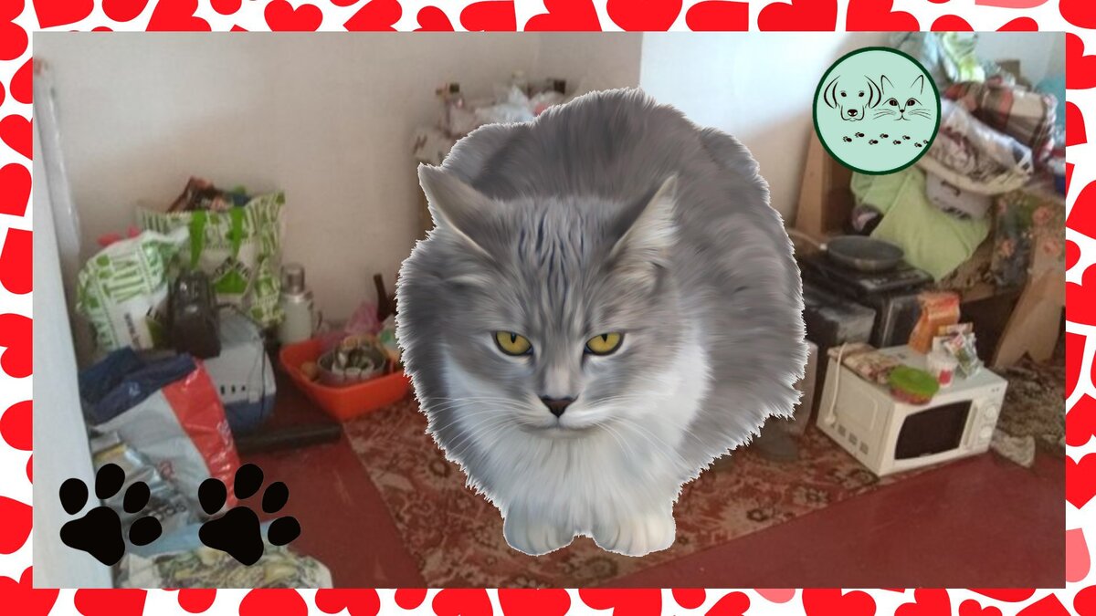 Безлапый кот. Кот без передних лап. Котик без ног. Протезы для кошек задняя лапа. Безногие кошки.