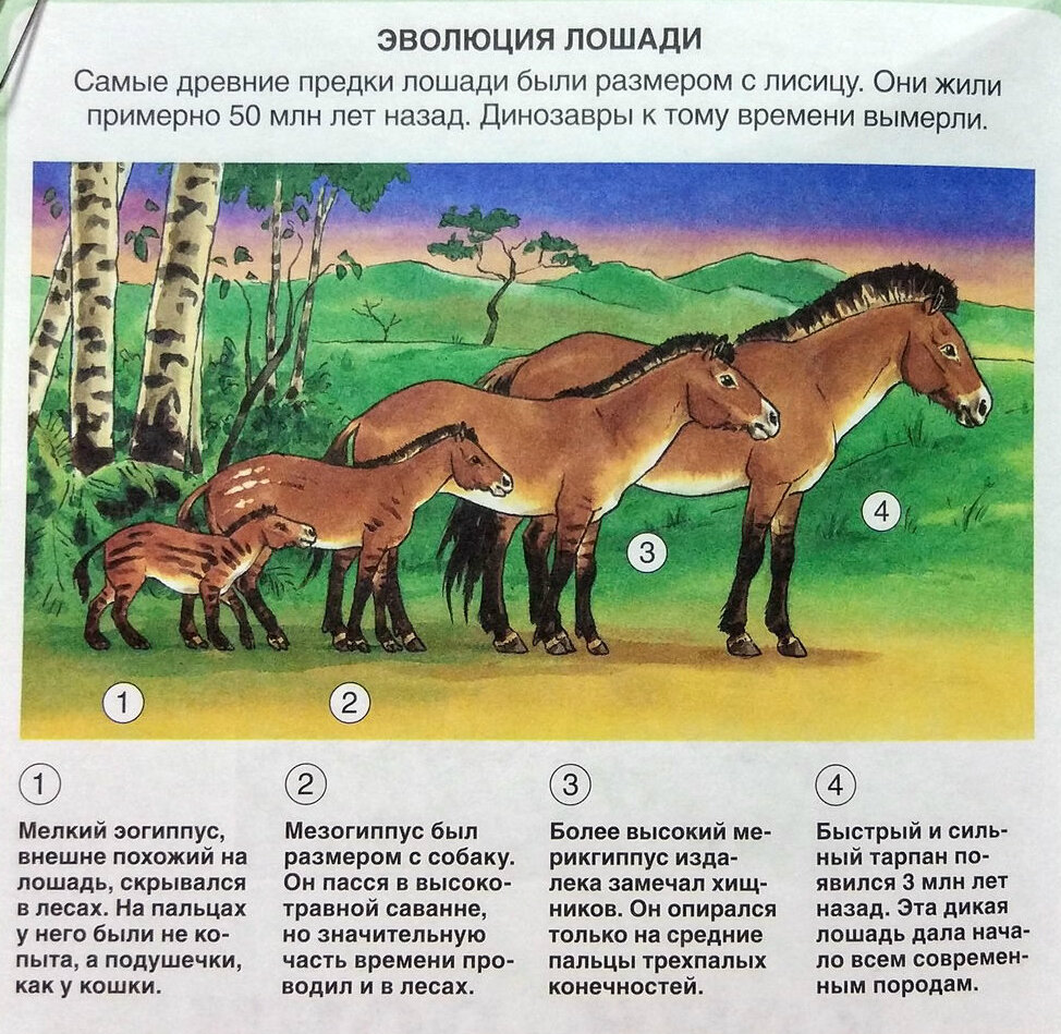 Лошади в жизни человека презентация