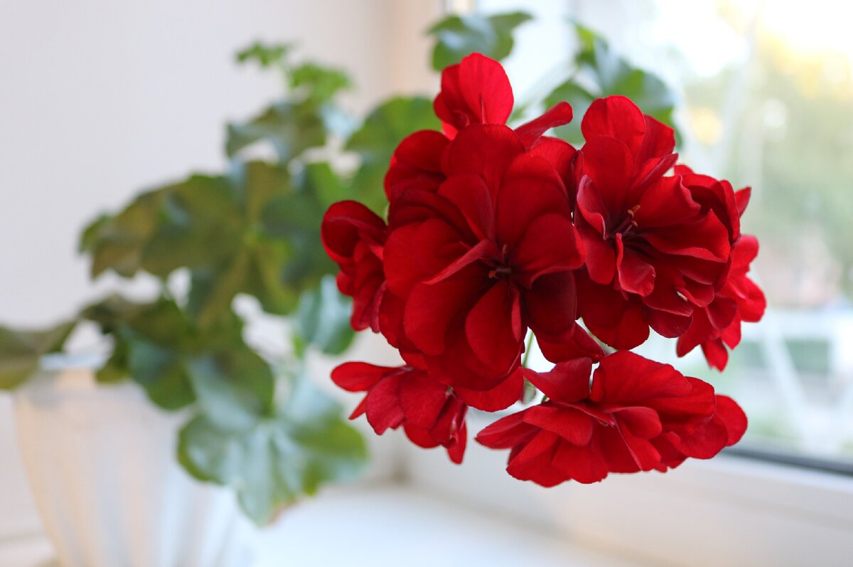 Пеларгония плющелистная