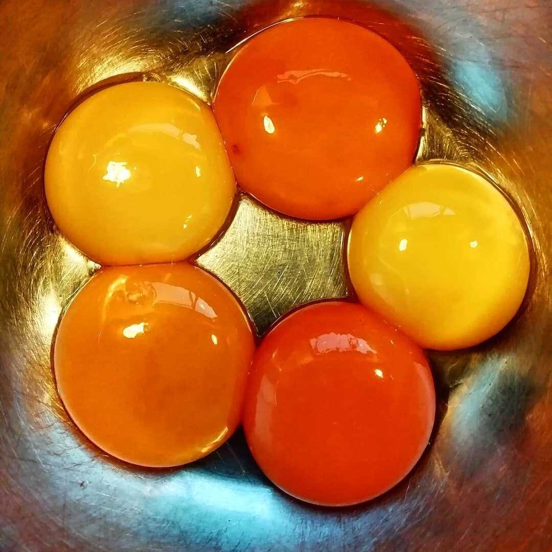 Почему яйцо оранжевое. Яичный желток. Цвет желтка. Оранжевый желток. Яичный желток оранжевый.