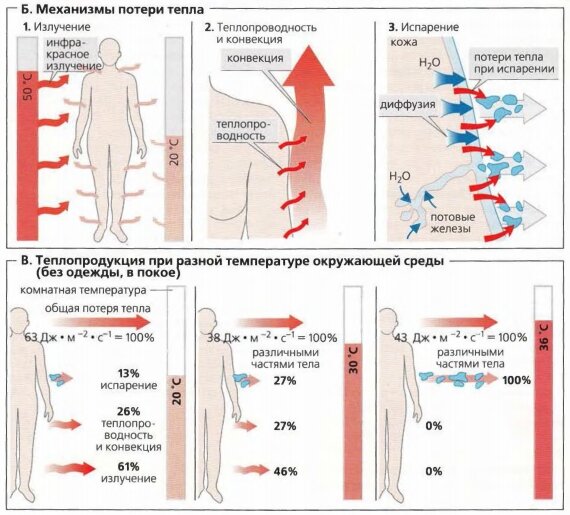От чего сильнее зависят тепловые потери. Механизмы потерь тепла организмом. Механизмы потерь тепла организмом в процентах. Потери тепла тела человека. Теплопотери тела человека.