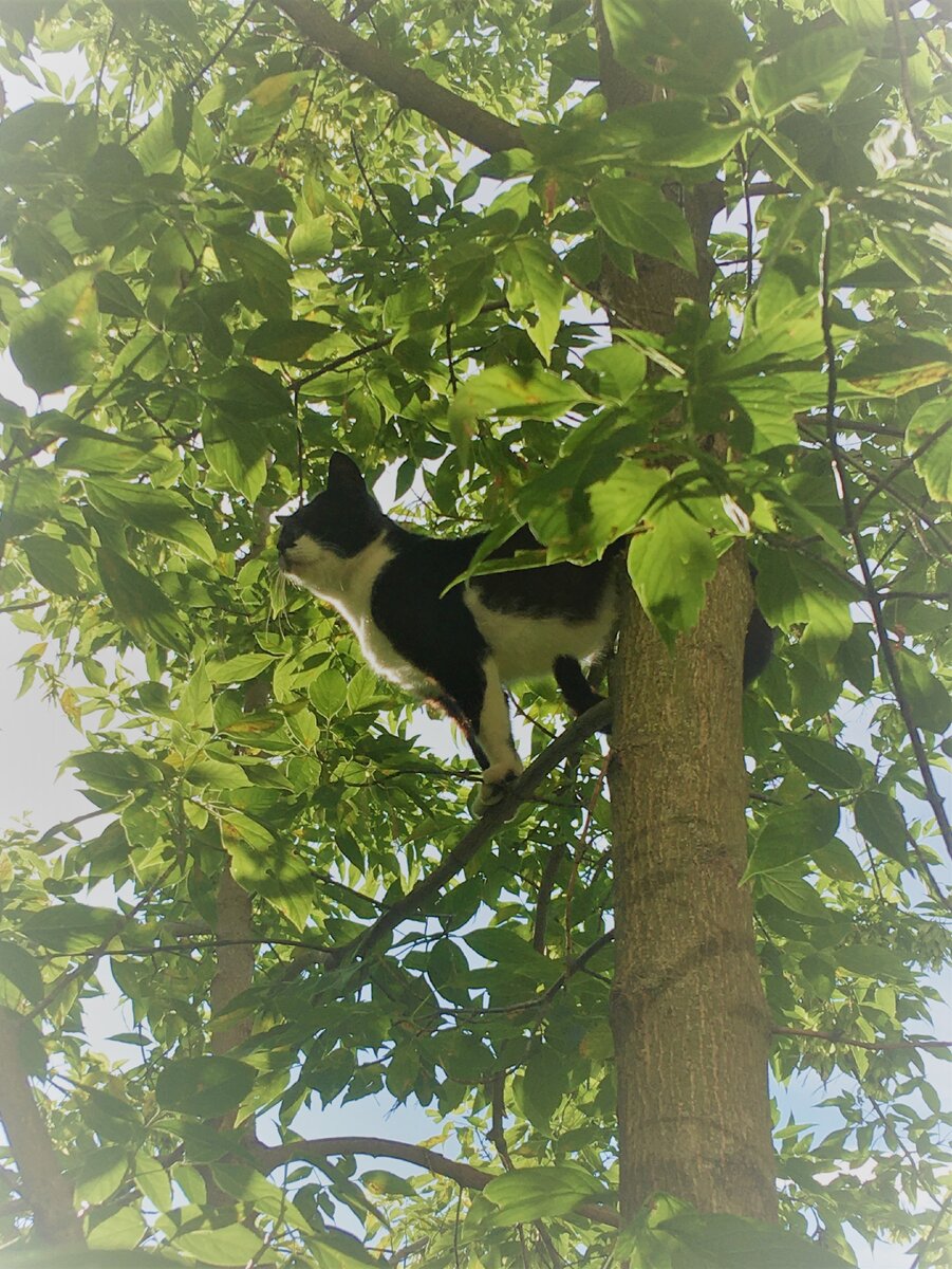 Больше наблюдайте. Как этот прекрасный коренной петербуржец.