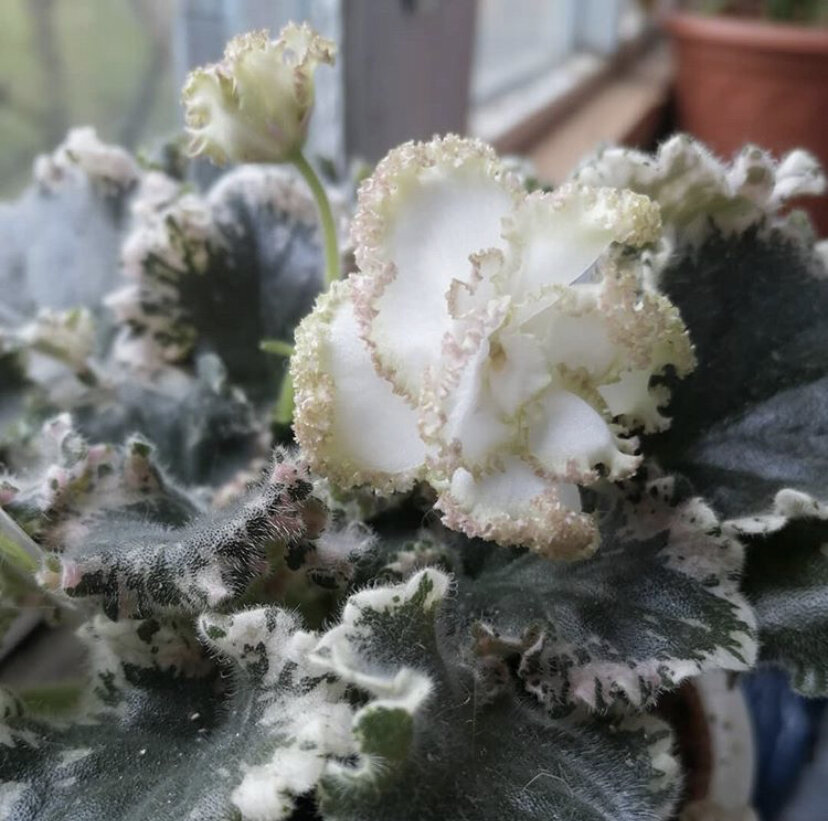 Не стоит 20 000 рублей