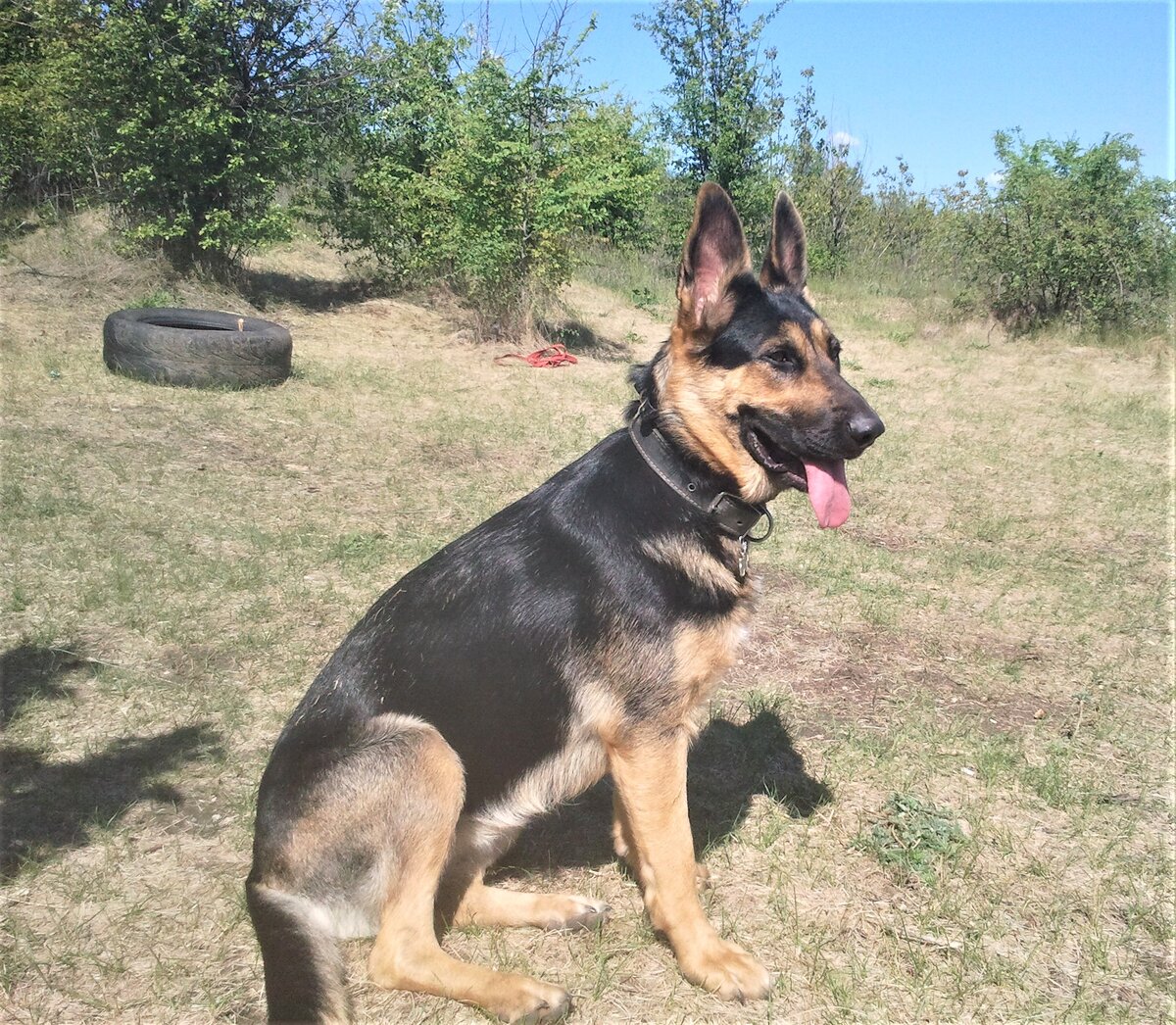 Моя собака Кейси на поле