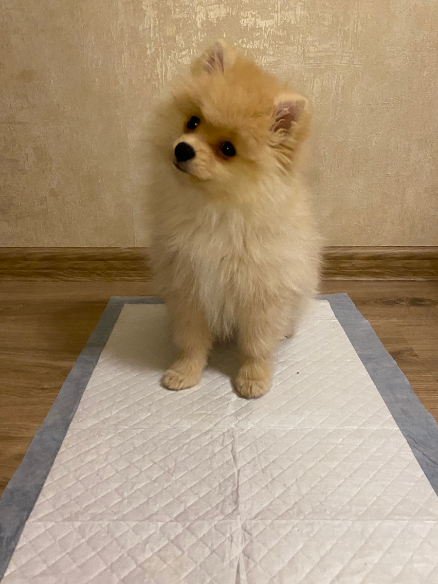 Это Бонни и у нее прекрасно получилось приучиться к пеленке. 