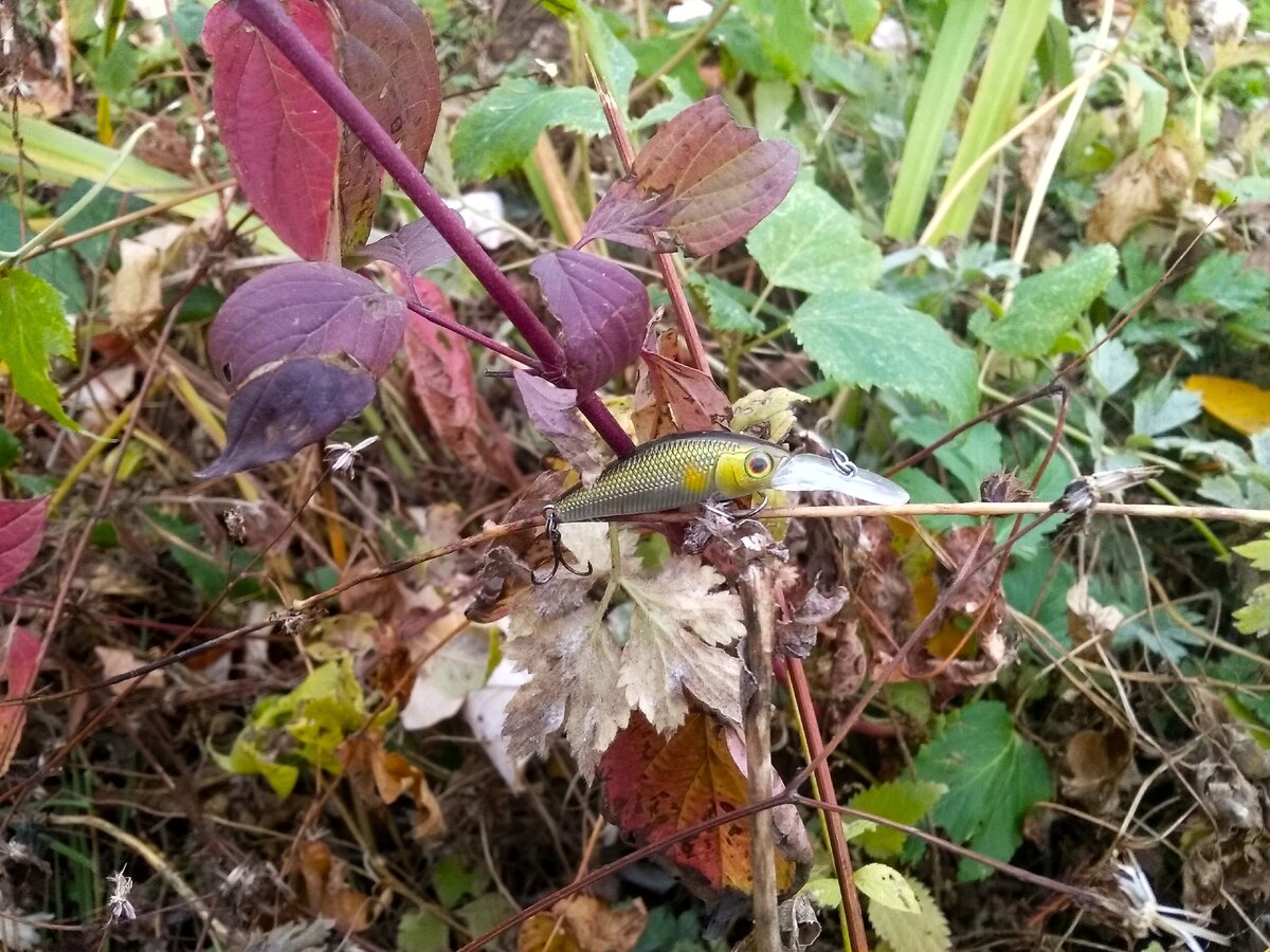 Jackall Diving Chubby Minnow