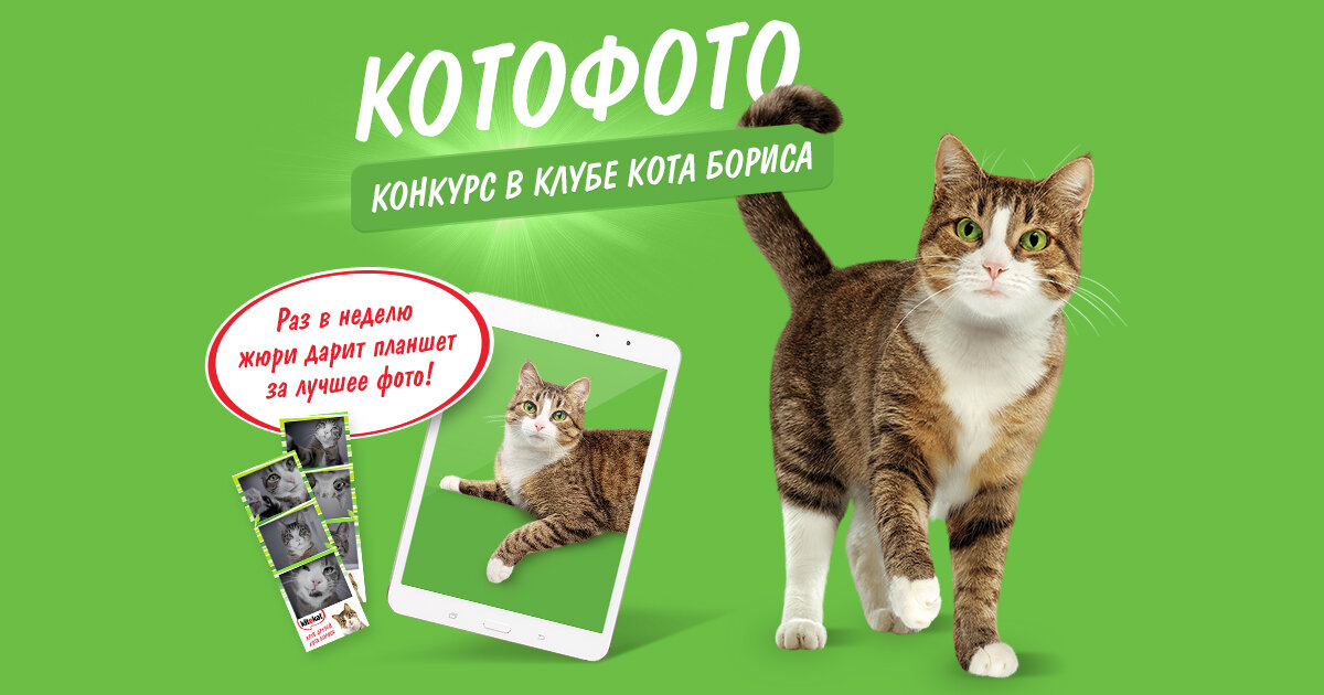 Кот Борис. Источник фото: http://kitekat.srcdev.ru/site/advice