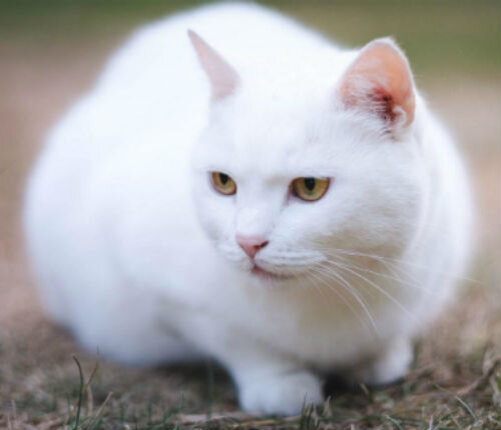 породы белых кошек