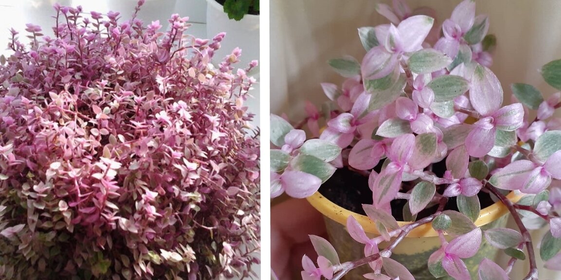 Гламурный подоконник: растения с розовыми листьями