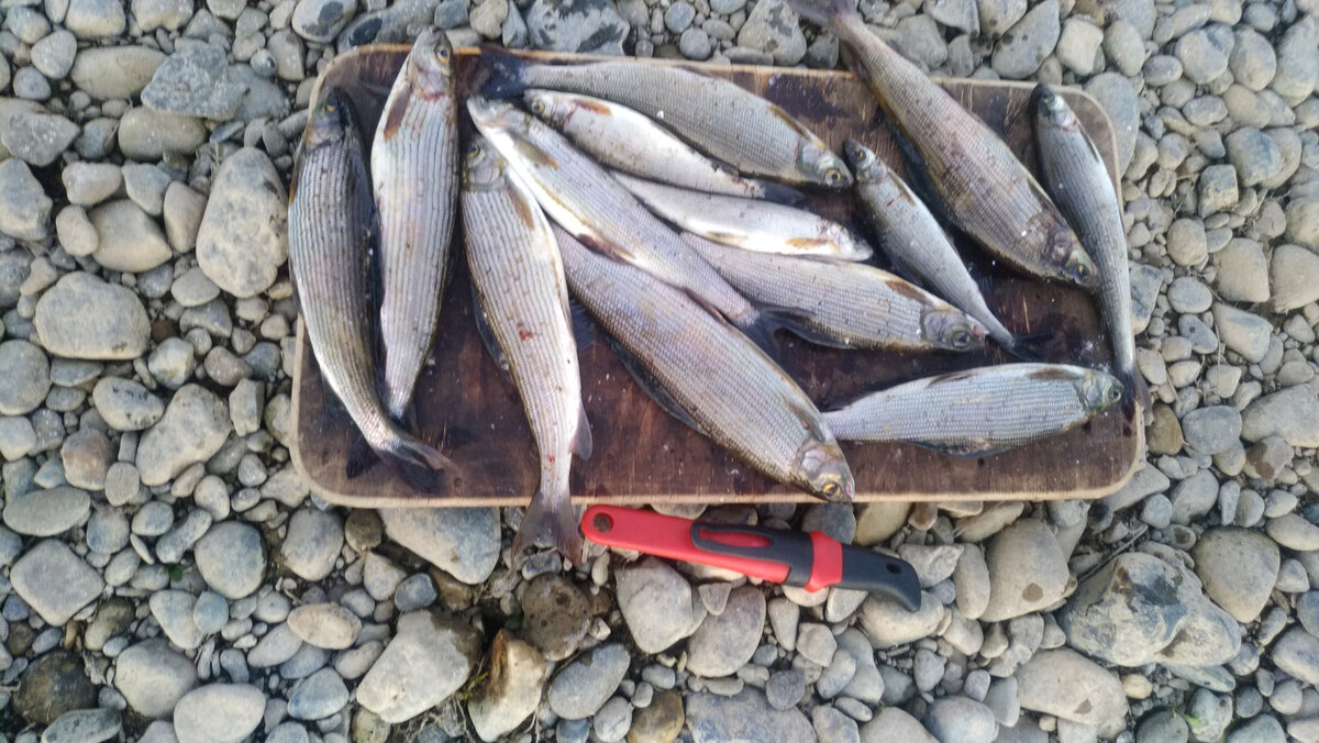 На этот раз - хариусовый день. Ничего лишнего