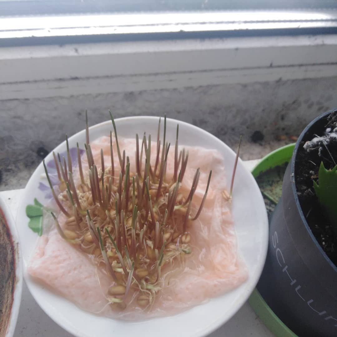 Наглядно этот способ, недавно проращивала кошке пшеницу (фото автора)