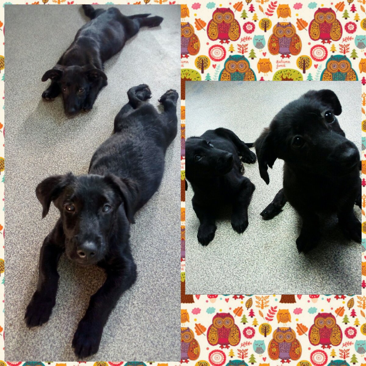 Маманькины щенки Лиза и Гарри