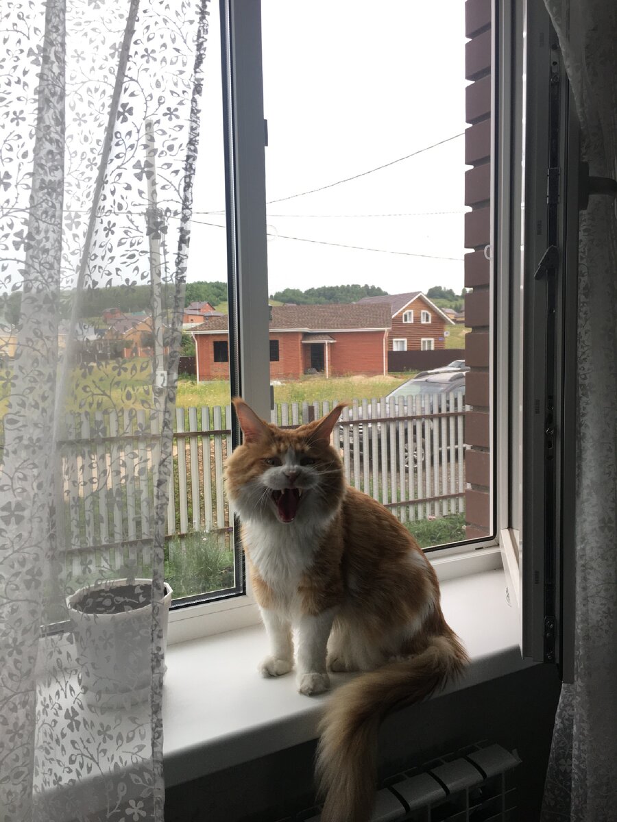 Чарли напоминает о корме, который хранится в холодильнике 