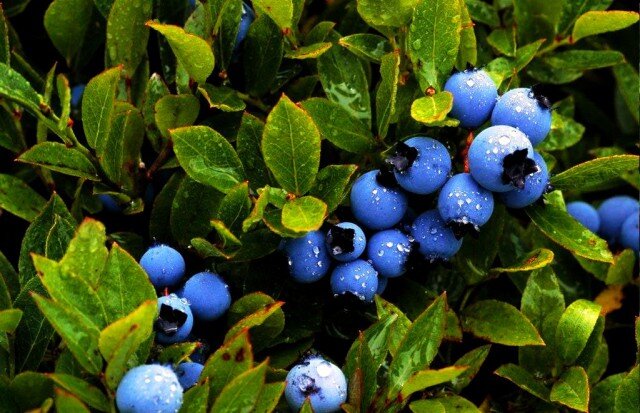 Черника (Афины)/Фото:https://clck.ru/SR4x3