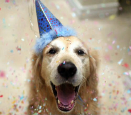 Подраздел 2.1: Польза бананов для здоровья собак