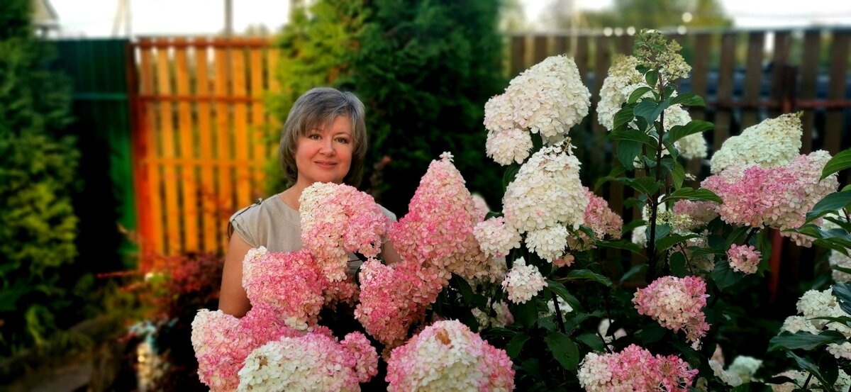 Соцветия метельчатой гортензии при правильном уходе просто огромны.