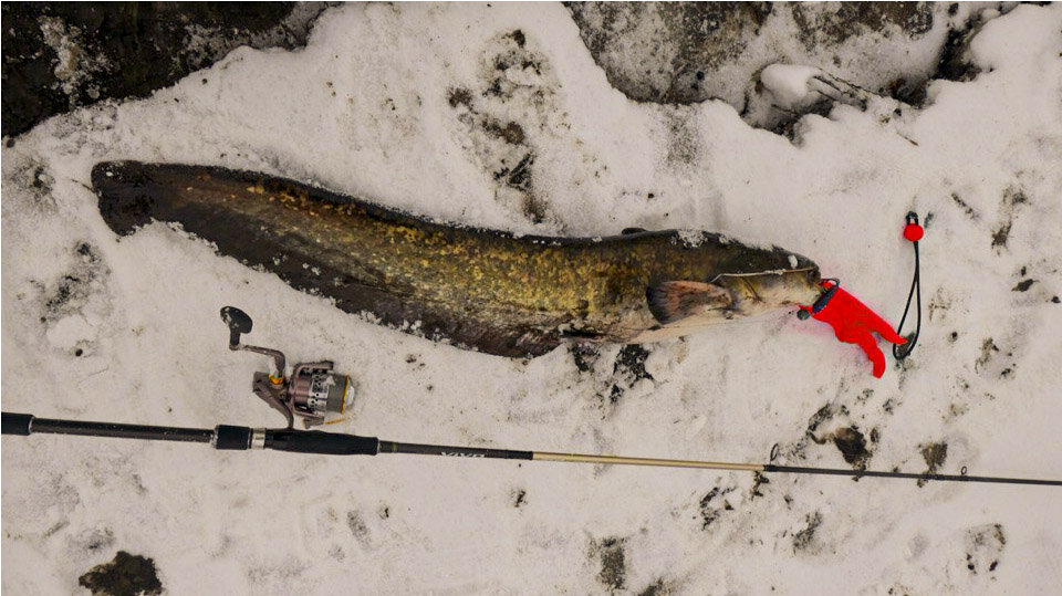 Сом на твистер от Релакс.