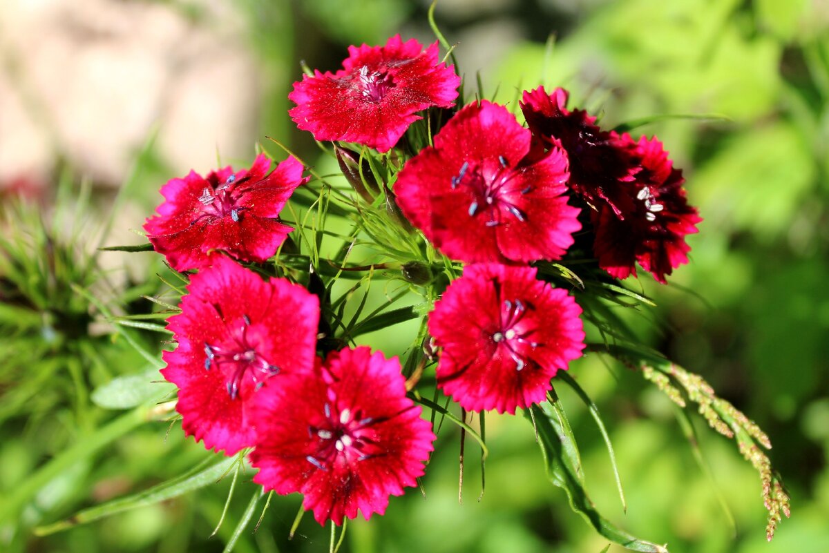 диантус красный. тут были яркая гвоздика и красные. тут были яркая гвоздика и красные. гвоздика ярко розовая. гвоздика монпелийская.