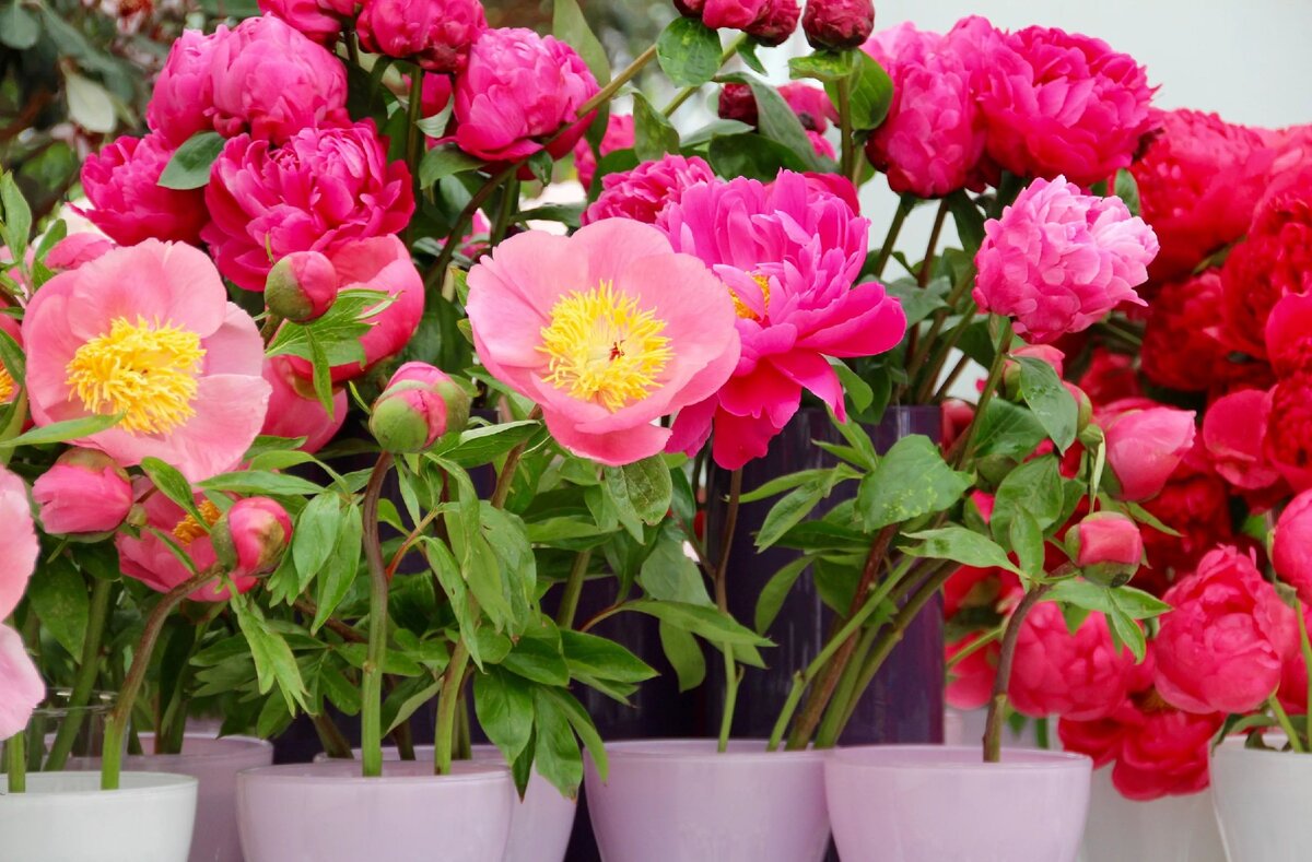 Домашние пионы | Источник Яндекс.Картинки