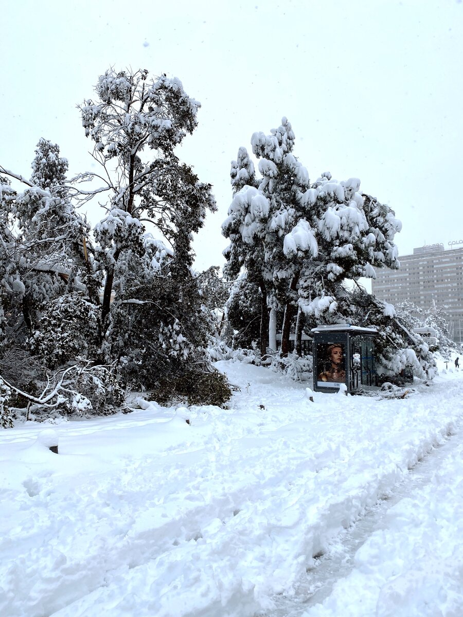 Вот деревья жалко... очень многие поломались от тяжести снега на них.. Фото автора