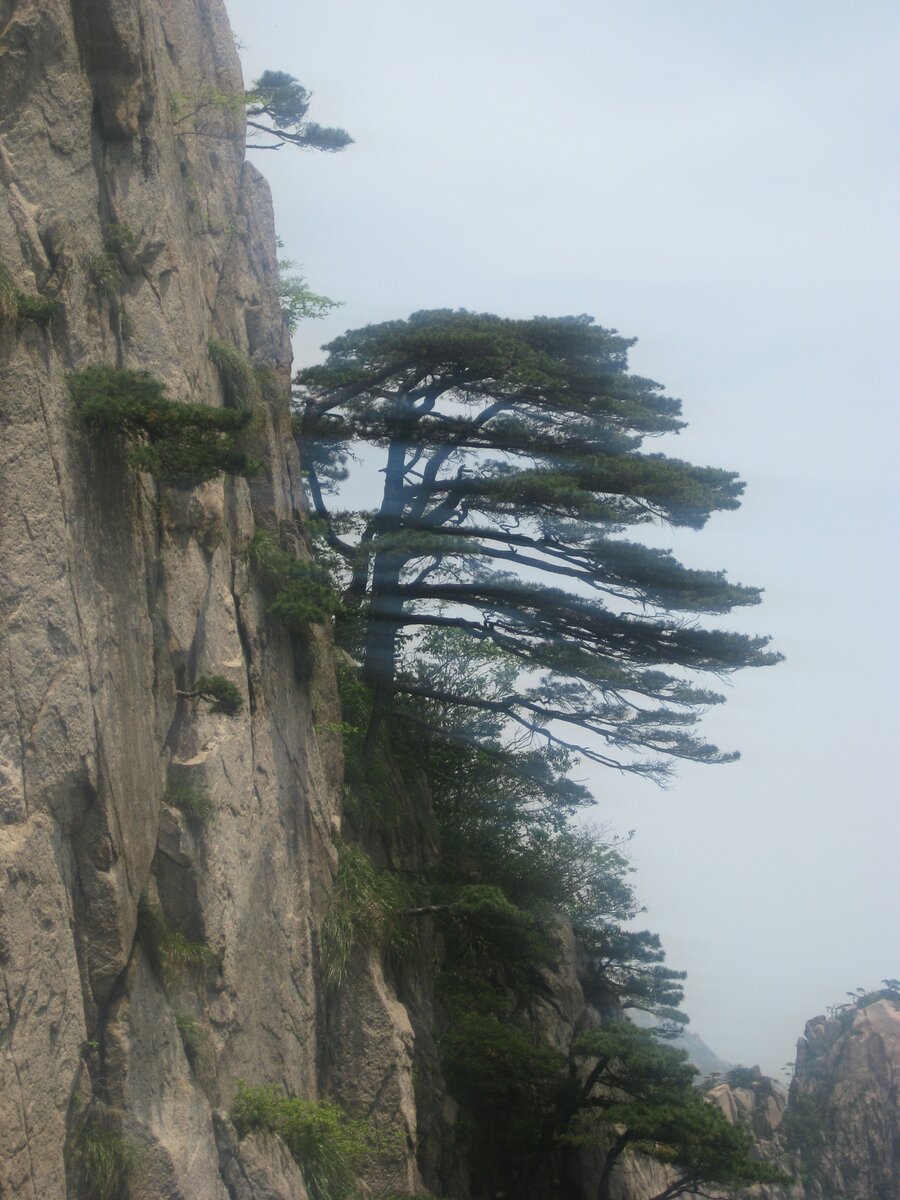 Удивительные сосны