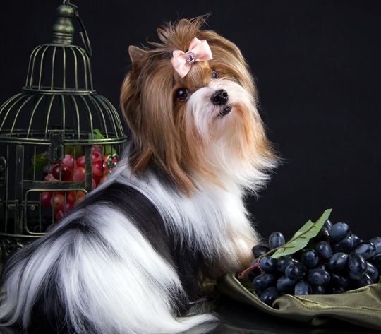 Полезные и вредные ягоды для питомца