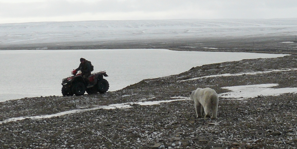 Уход от конфликта с взрослой худой самкой, мыс Желания, 2014 год. Фото Т. Молодцовой.