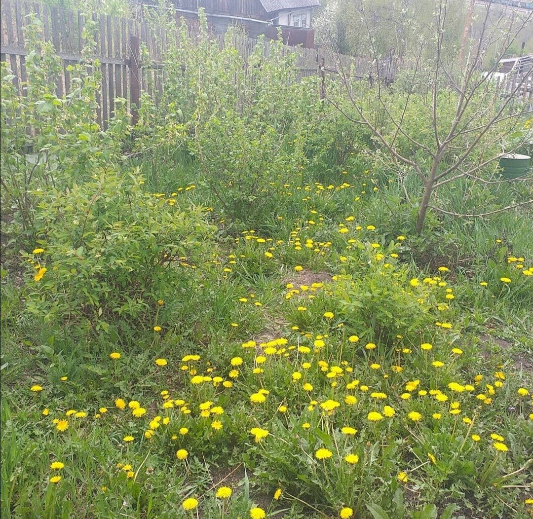 Всё кругом заросло сорняками, а я и радуюсь. Рассказываю почему.