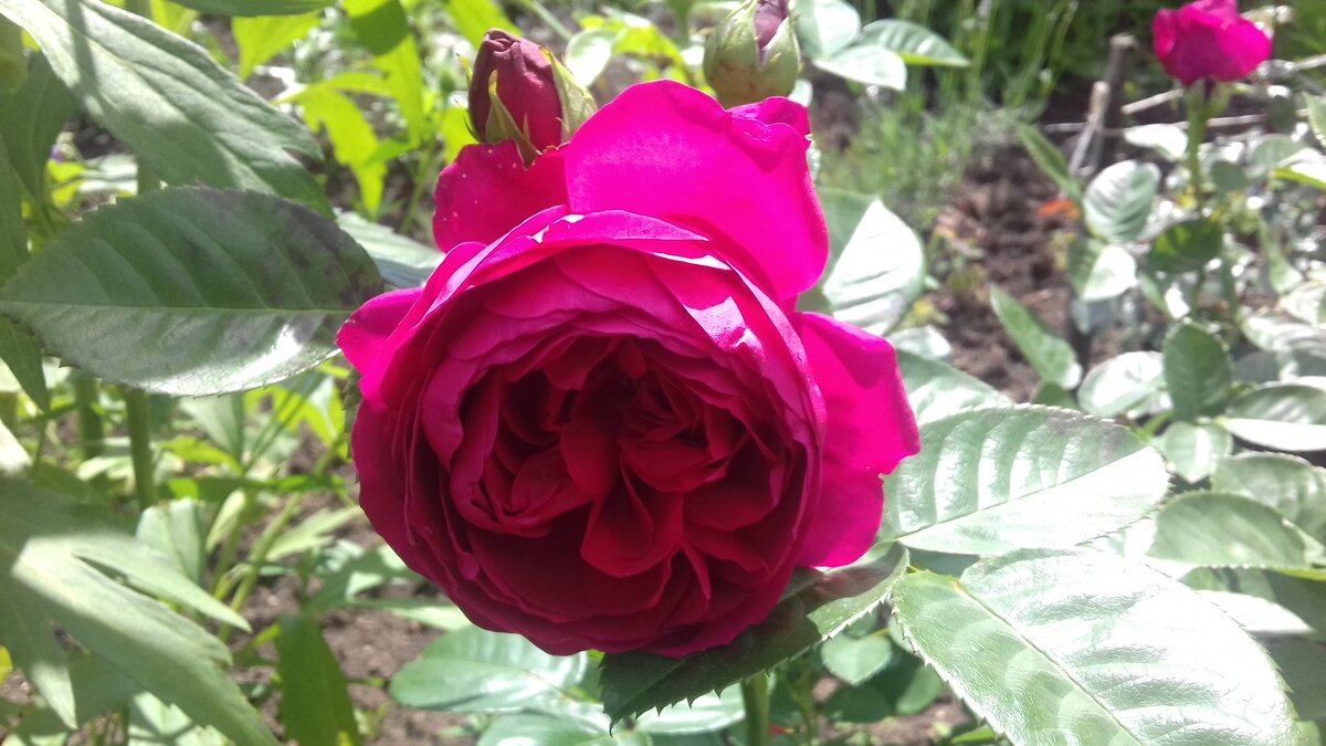 Ascot, Evers, 2007, Чайно-гибридные, но представляла новинку в 2007-ом году компания Rosen Tantau, где и работал известный селекционер (фото автора) 