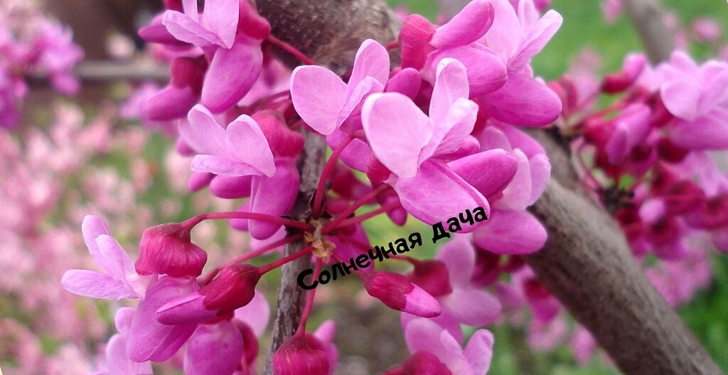 Церцис цветет