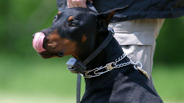 Фото из интернета. На собаке одновременно надеты ЭШО и строгий ошейник...
