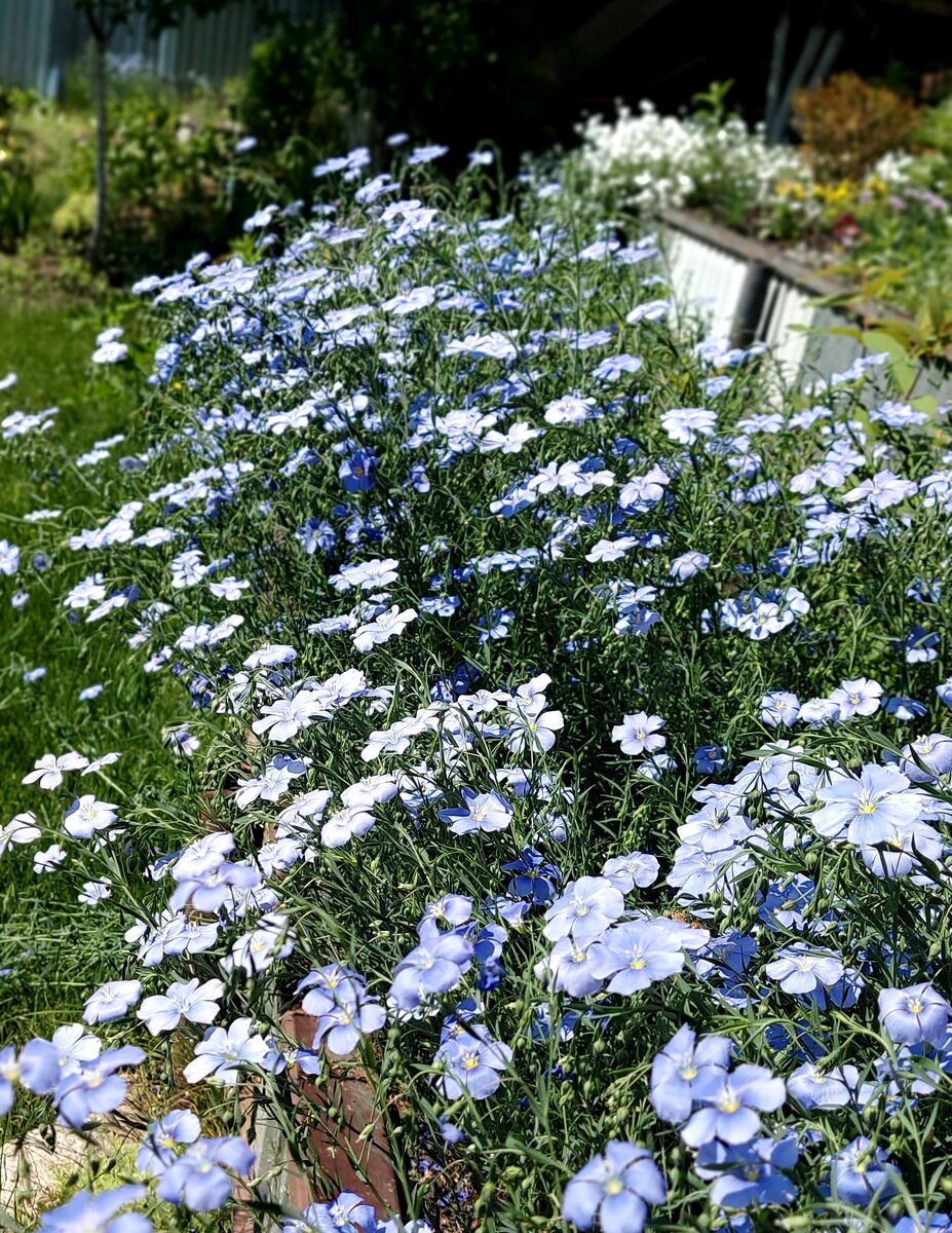 Лен на нашем разноуровневом участке (фото автора)