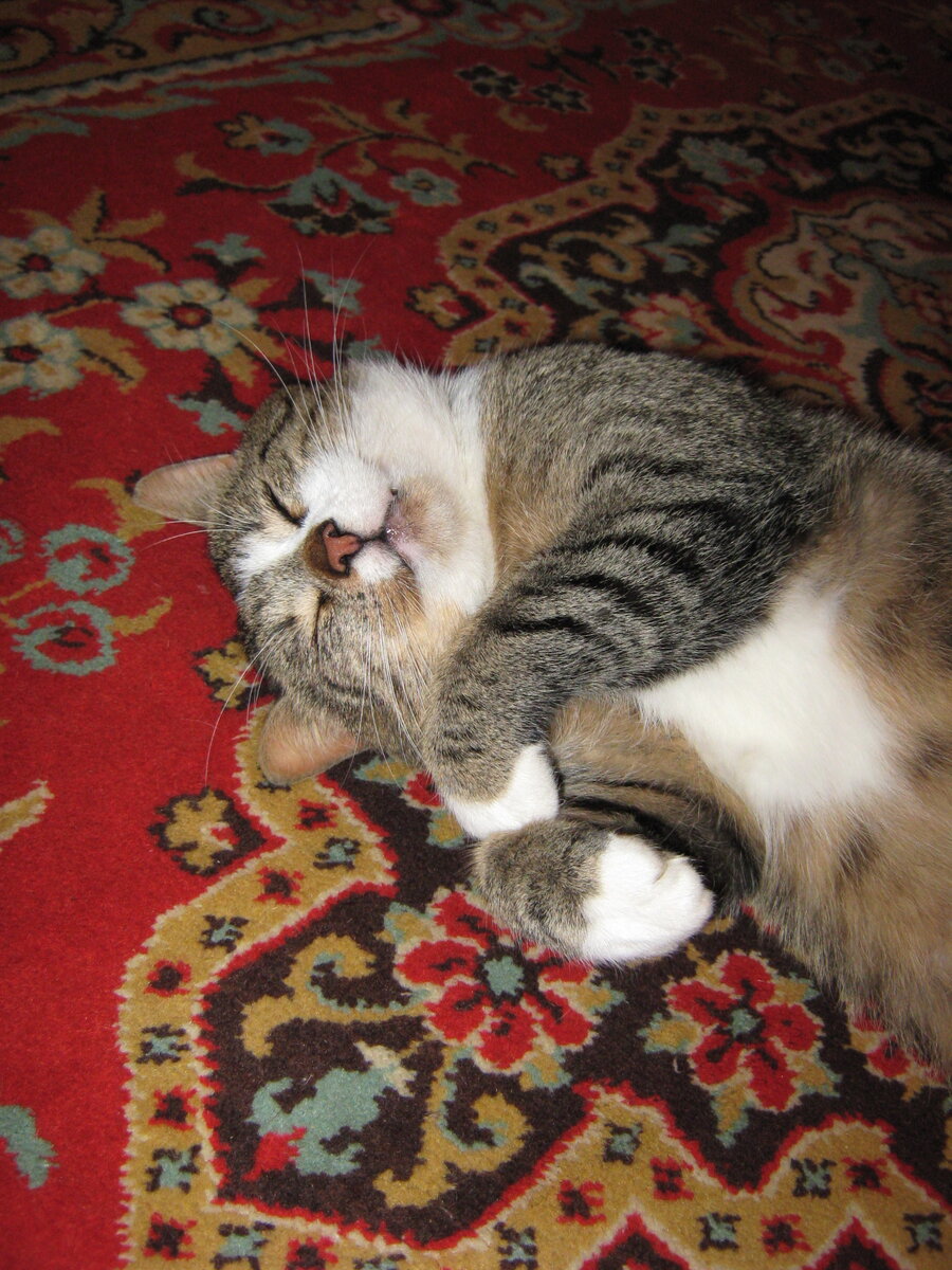 Чиж доброжелательно относился только к матери и брату. Остальные для него враги. Фото мое.