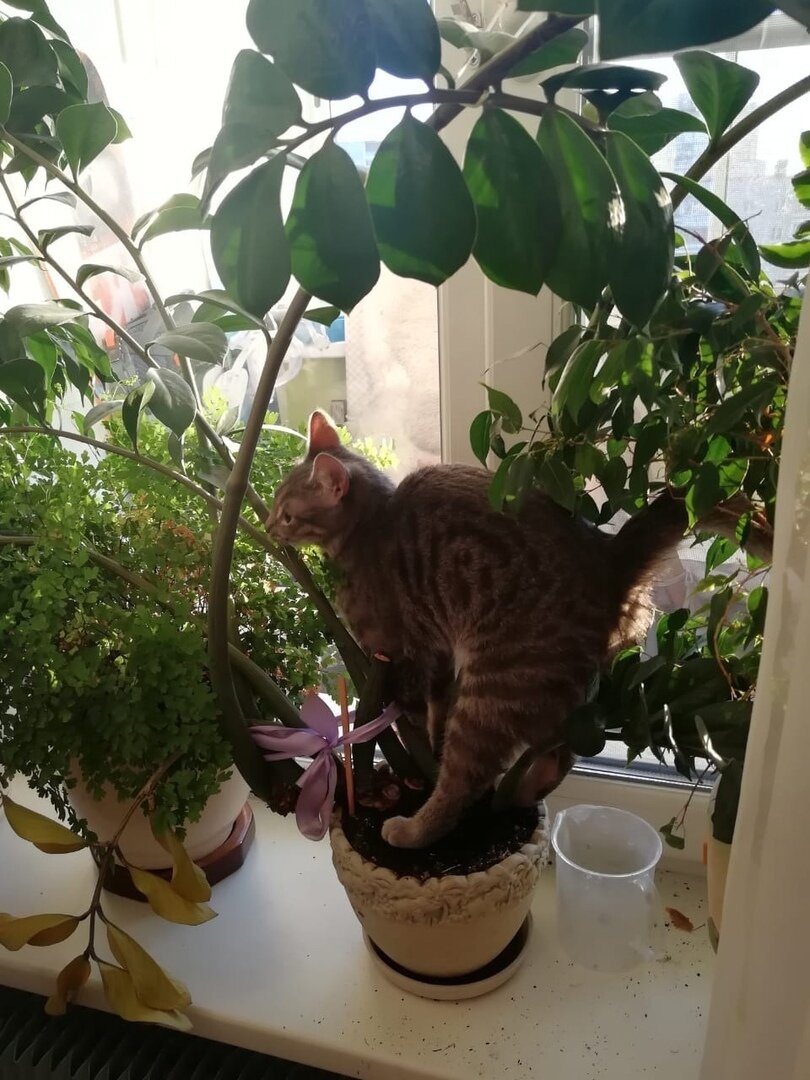 Кошечка Грейли, которая уехала из приюта домой 19 октября 2019 года: «Любит цветы, как и я».🥰