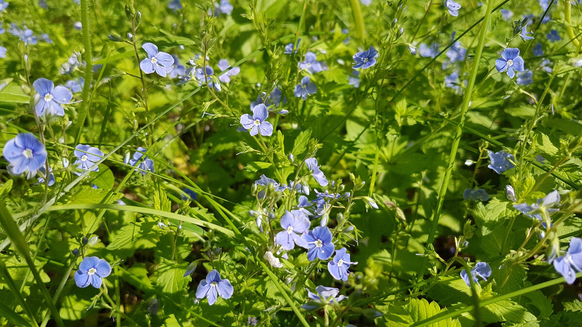 Листайте галерею ->