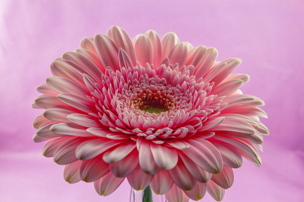 Изображение S. Hermann & F. Richter с сайта Pixabay